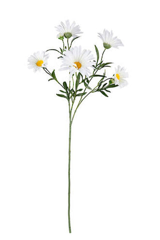 Shasta Daisy Spray