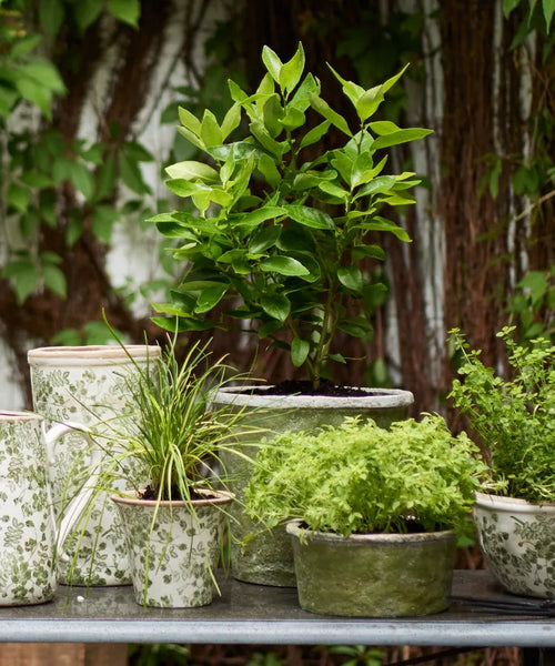 Evergreen Plant Pot Large